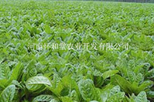 懷和堂懷山藥基地